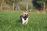 KANGAL 147